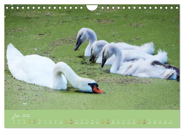 Produktbild: Schwanenfamilie, vom Ei bis zum Fliegen. (Wandkalender 2026 DIN A4 quer), CALVENDO Monatskalender