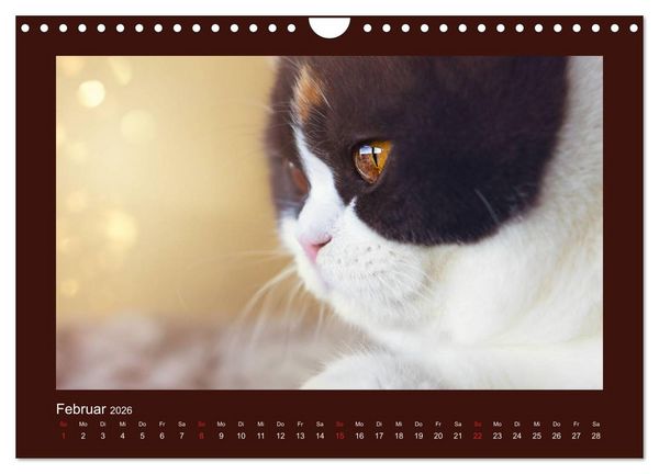 Produktbild: Britisch Kurzhaar Katzen - Poesie f&uuml;rs Auge (Wandkalender 2026 DIN A4 quer), CALVENDO Monatskalender