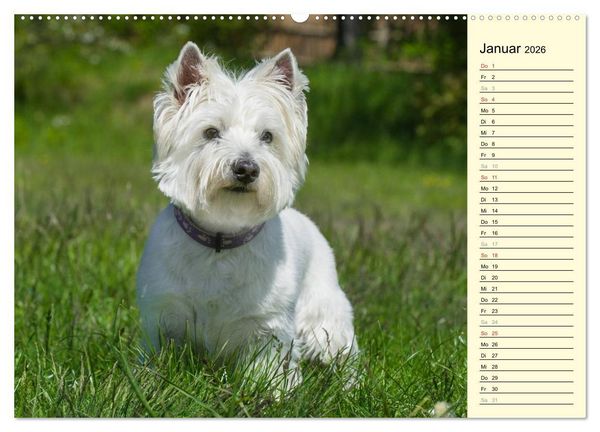 Produktbild: Kobold auf 4 Pfoten - West Highland White Terrier (hochwertiger Premium Wandkalender 2026 DIN A2 quer), Kunstdruck in Hochglanz