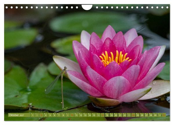 Produktbild: Zauberhafte Seerosen (Wandkalender 2027 DIN A4 quer), CALVENDO Monatskalender