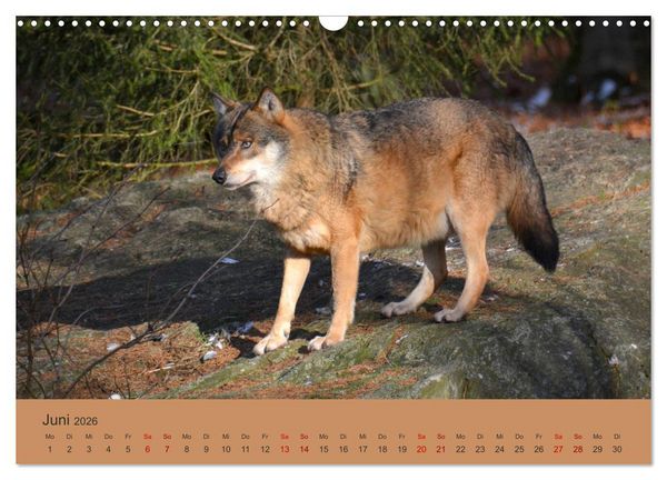 Produktbild: Begegnungen DER WOLF (Wandkalender 2026 DIN A3 quer), CALVENDO Monatskalender