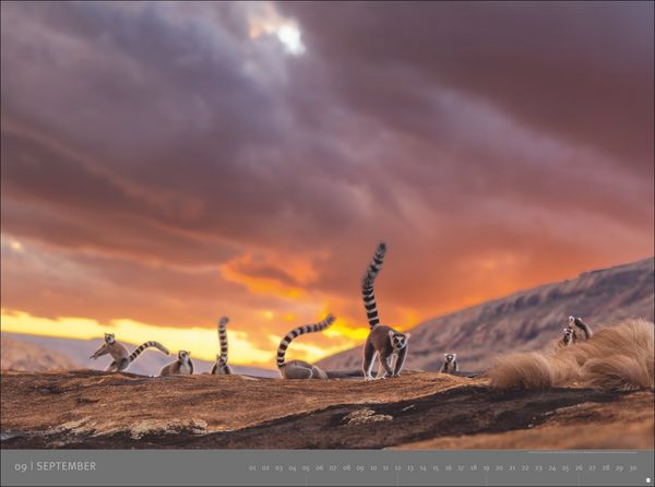 Produktbild: Afrika - Edition Alexander von Humboldt Kalender 2027