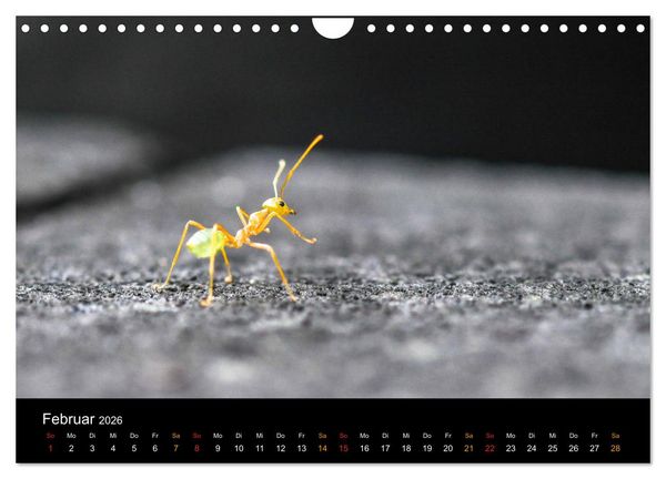 Produktbild: Australien, tierischer Kontinent (Wandkalender 2026 DIN A4 quer), CALVENDO Monatskalender