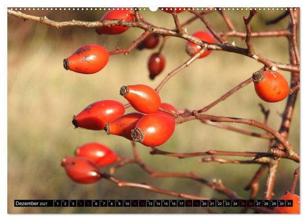 Produktbild: Naturwunder Wald (hochwertiger Premium Wandkalender 2027 DIN A2 quer), Kunstdruck in Hochglanz