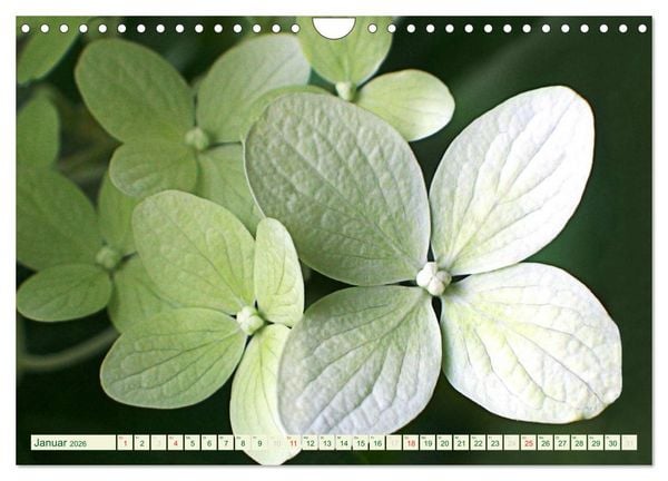 Produktbild: Momente der Stille (Wandkalender 2026 DIN A4 quer), CALVENDO Monatskalender