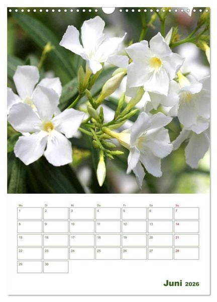 Produktbild: Wei&szlig;e Bl&uuml;ten im Gr&uuml;nen (Wandkalender 2026 DIN A3 hoch), CALVENDO Monatskalender