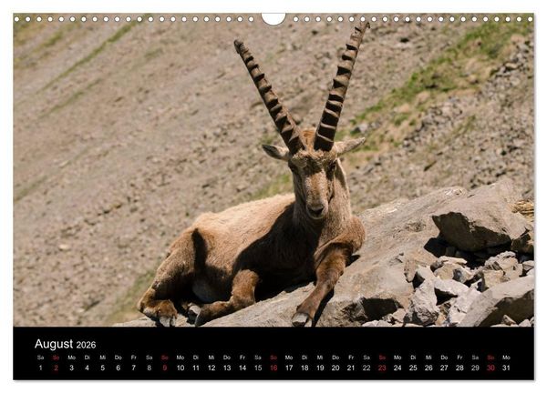 Produktbild: Steinwild in den Schweizer Voralpen (Wandkalender 2026 DIN A3 quer), CALVENDO Monatskalender