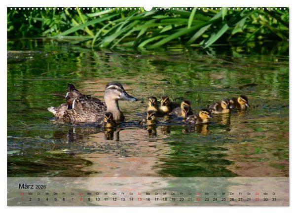 Produktbild: G&auml;nse und Enten. Schnattern, watscheln, quaken! (Wandkalender 2026 DIN A2 quer), CALVENDO Monatskalender