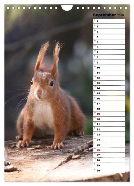 Produktbild: Eichh&ouml;rnchen - kleine Tiere, gro&szlig;e Liebe (Wandkalender 2026 DIN A4 hoch), CALVENDO Monatskalender