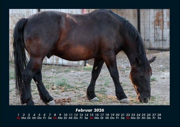 Produktbild: Die Welt der Pferde 2026 Fotokalender DIN A4
