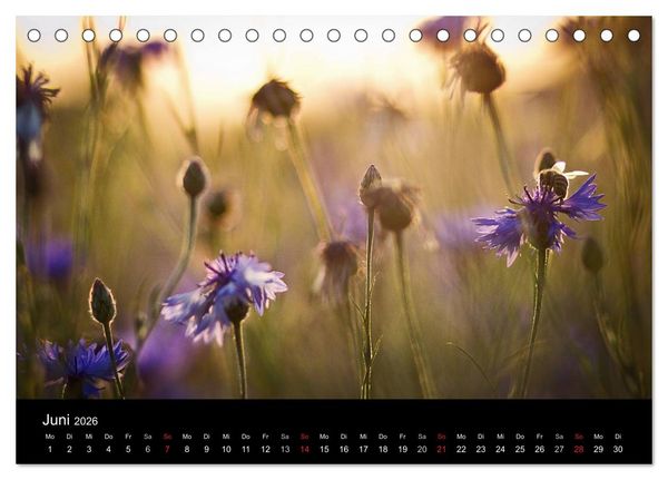 Produktbild: Bl&uuml;tenzauber 2026 (Tischkalender 2026 DIN A5 quer), CALVENDO Monatskalender