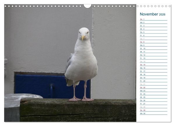 Produktbild: M&ouml;wen - Von der Ostsee bis zum Atlantik (Wandkalender 2026 DIN A3 quer), CALVENDO Monatskalender