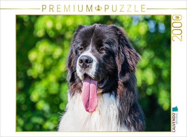 Produktbild: CALVENDO Puzzle Portr&auml;t einer Landseer-H&uuml;ndin | 2000 Teile Lege-Gr&ouml;&szlig;e 90x67cm Foto-Puzzle f&uuml;r gl&uuml;ckliche Stunden