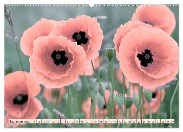 Produktbild: Mohnblumen - Fotografie mit Magie (hochwertiger Premium Wandkalender 2026 DIN A2 quer), Kunstdruck in Hochglanz