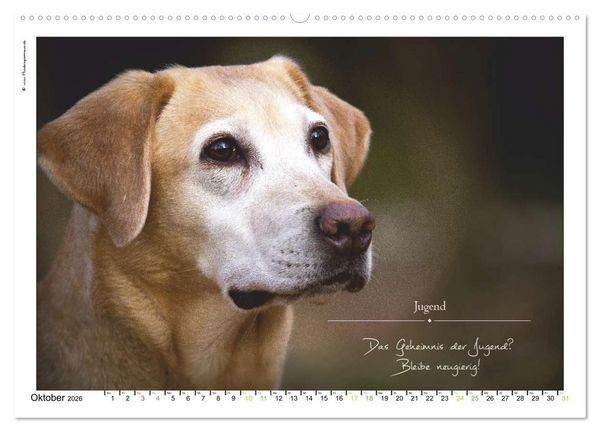 Produktbild: Hunde-Spruchreif (hochwertiger Premium Wandkalender 2026 DIN A2 quer), Kunstdruck in Hochglanz