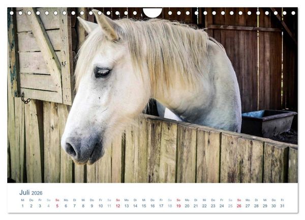 Produktbild: Tierisches Leben auf dem Bauernhof 2026 (Wandkalender 2026 DIN A4 quer), CALVENDO Monatskalender