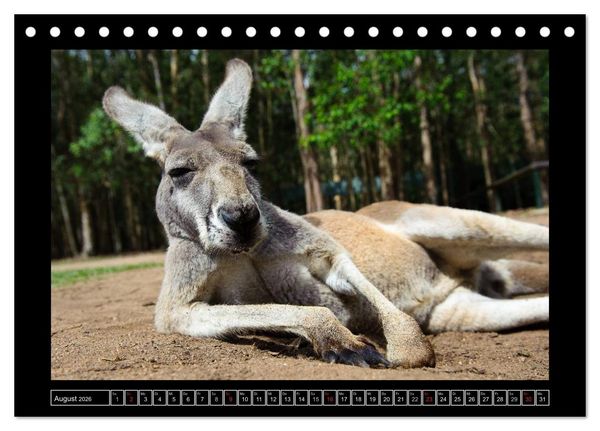 Produktbild: Australia Wildlife (Tischkalender 2026 DIN A5 quer), CALVENDO Monatskalender