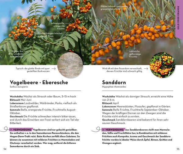 Produktbild: BASIC Fr&uuml;chte und Wildkr&auml;uter