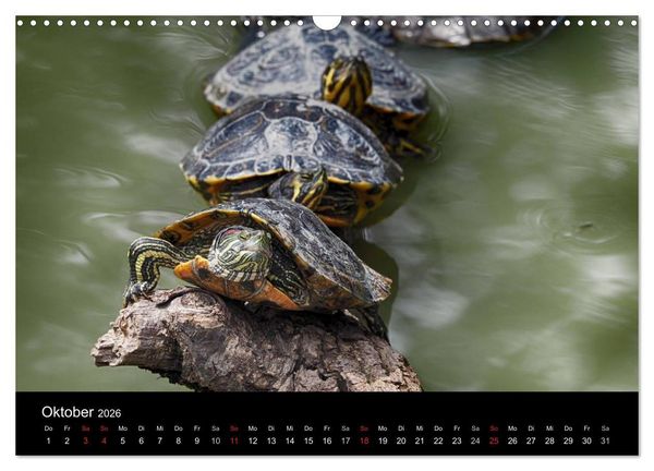 Produktbild: Wasserschildkr&ouml;ten (Wandkalender 2026 DIN A3 quer), CALVENDO Monatskalender