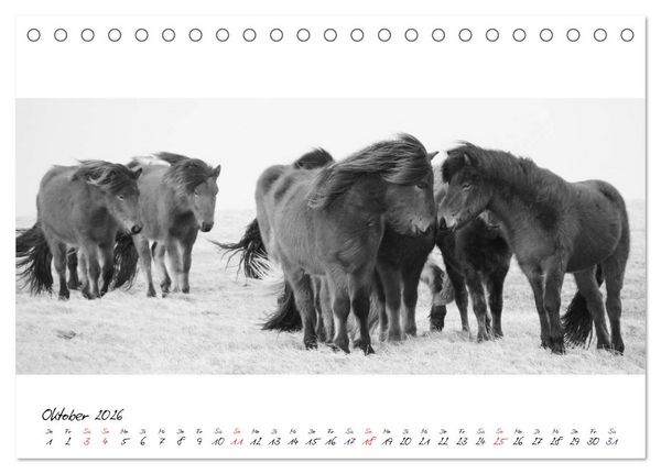Produktbild: Islandpferde von Brimilsvellir (Tischkalender 2026 DIN A5 quer), CALVENDO Monatskalender