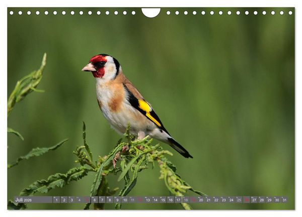 Produktbild: V&ouml;gel ganz nah (Wandkalender 2026 DIN A4 quer), CALVENDO Monatskalender