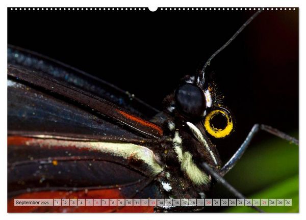 Produktbild: Schmetterlinge - zarte Gesch&ouml;pfe der Natur (hochwertiger Premium Wandkalender 2026 DIN A2 quer), Kunstdruck in Hochglanz