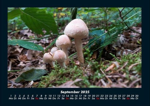 Produktbild: Pilzkalender 2025 Fotokalender DIN A4