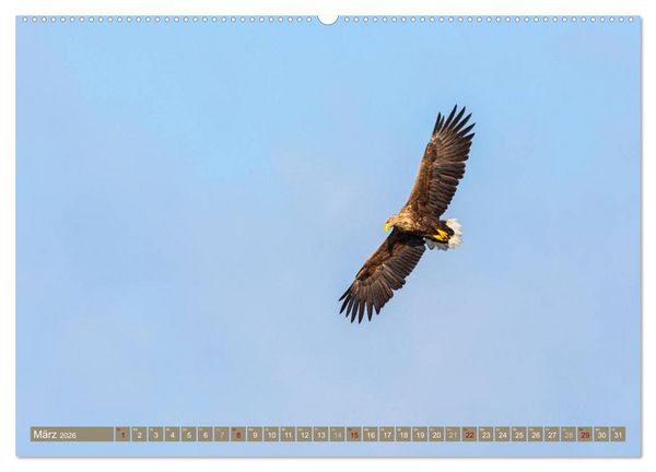 Produktbild: Wilder Dar&szlig; - Fuchs, Hirsch und Co. 2026 (hochwertiger Premium Wandkalender 2026 DIN A2 quer), Kunstdruck in Hochglanz