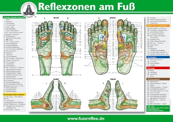 Reflexzonen am Fuß (A4)