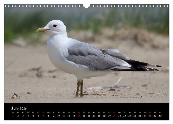 Produktbild: V&ouml;gel der Nordseek&uuml;ste (Wandkalender 2026 DIN A3 quer), CALVENDO Monatskalender