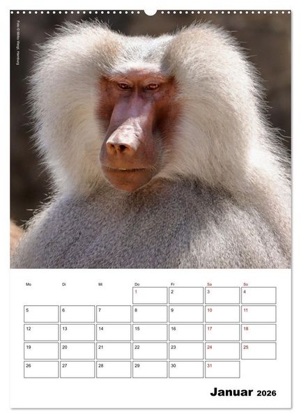 Produktbild: Augenblick der Affen 2026 (Wandkalender 2026 DIN A2 hoch), CALVENDO Monatskalender