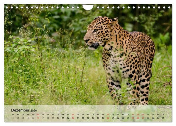 Produktbild: Leoparden. Elegante J&auml;ger (Wandkalender 2026 DIN A4 quer), CALVENDO Monatskalender