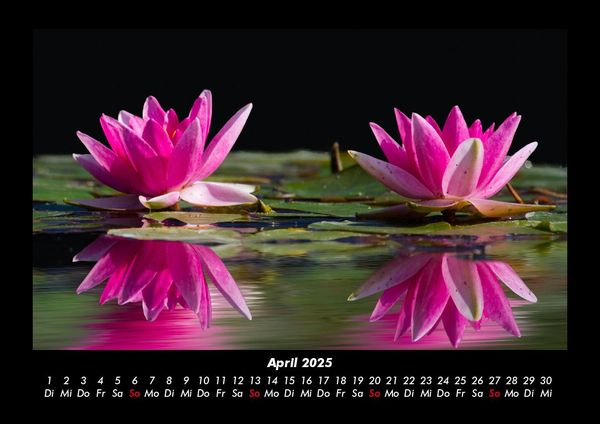 Produktbild: Rosentraum 2025 Fotokalender DIN A3