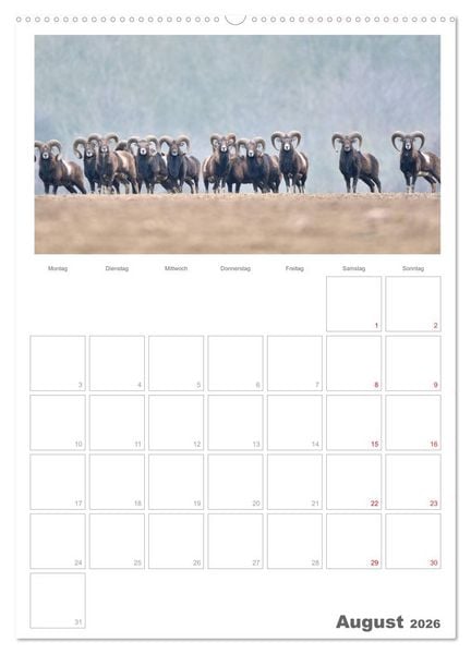 Produktbild: Rehe & Co / Planer (Wandkalender 2026 DIN A2 hoch), CALVENDO Monatskalender
