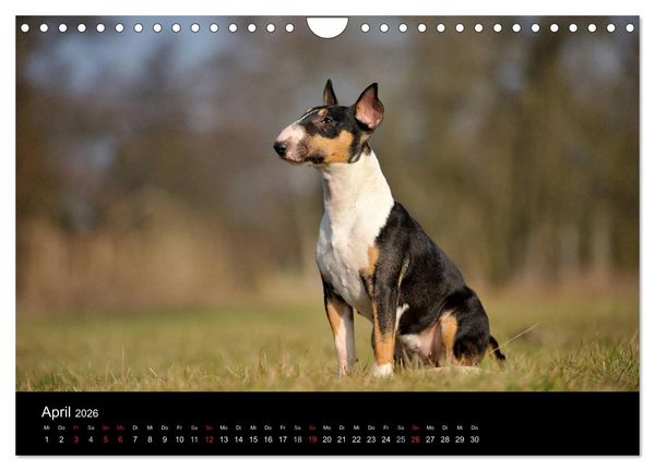 Produktbild: Bullterrier 2026 - Kleine Clowns mit gro&szlig;em Herz (Wandkalender 2026 DIN A4 quer), CALVENDO Monatskalender