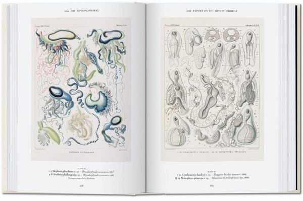 Produktbild: The Art and Science of Ernst Haeckel