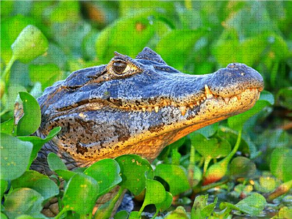 Produktbild: CALVENDO Puzzle Brillenkaiman, Pantanal, Brasilien | 1000 Teile Lege-Gr&ouml;&szlig;e 64x48cm Foto-Puzzle f&uuml;r gl&uuml;ckliche Stunden