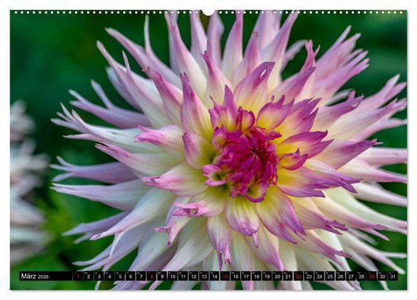 Produktbild: Dahlien - Blumenwunder der Natur (Wandkalender 2026 DIN A2 quer), CALVENDO Monatskalender