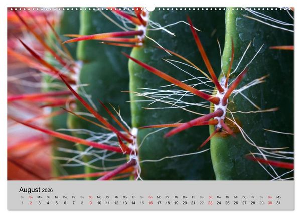 Produktbild: Bl&uuml;tensymphonie - Kakteen und Sukkulenten (hochwertiger Premium Wandkalender 2026 DIN A2 quer), Kunstdruck in Hochglanz