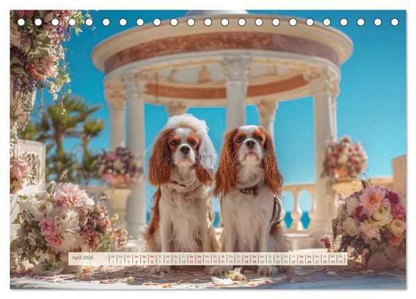 Produktbild: Cavalier King Charles Spaniel. Die lustigsten Cavalier Momente des Jahres. (Tischkalender 2026 DIN A5 quer), CALVENDO Monatskalender