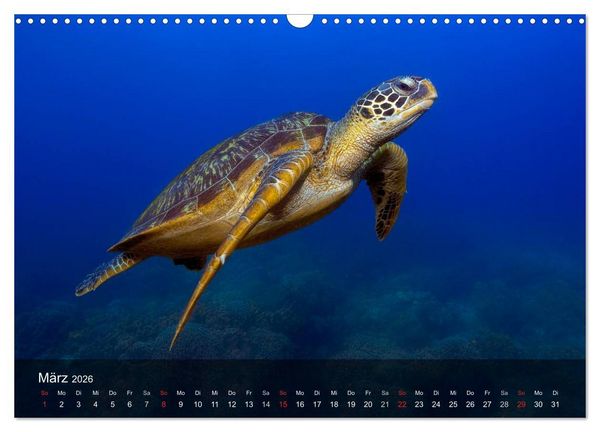 Produktbild: Schildkr&ouml;ten des Ozeans (Wandkalender 2026 DIN A3 quer), CALVENDO Monatskalender