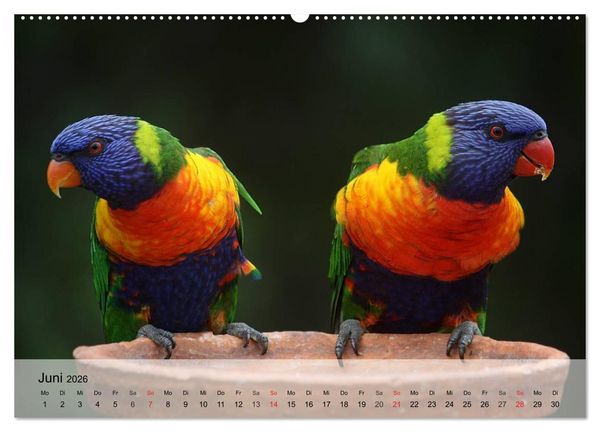 Produktbild: Regenbogen Papageien (hochwertiger Premium Wandkalender 2026 DIN A2 quer), Kunstdruck in Hochglanz