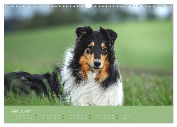 Produktbild: Der Collie der beste Hund der Welt (Wandkalender 2027 DIN A3 quer), CALVENDO Monatskalender