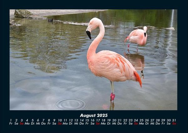 Produktbild: Welt der Tiere 2025 Fotokalender DIN A4