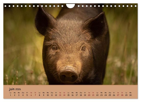 Produktbild: Les animaux de nos fermes (Calendrier mural 2026 DIN A4 vertical), CALVENDO calendrier mensuel