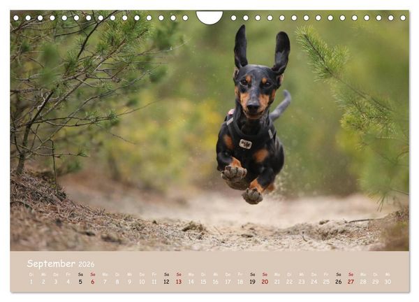 Produktbild: Dackel - lustige Gesellen auf kurzen Beinchen (Wandkalender 2026 DIN A4 quer), CALVENDO Monatskalender