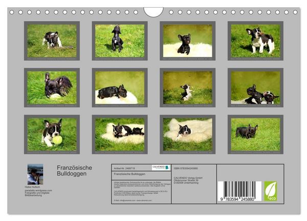 Produktbild: Franz&ouml;sische Bulldoggen (Wandkalender 2027 DIN A4 quer), CALVENDO Monatskalender