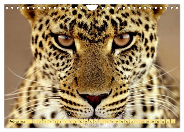 Produktbild: Tiere Schau mir in die Augen (Wandkalender 2026 DIN A4 quer), CALVENDO Monatskalender