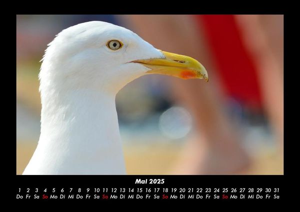 Produktbild: M&ouml;wen 2025 Fotokalender DIN A3