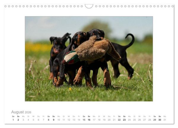 Produktbild: Dobermann Welpen (Wandkalender 2026 DIN A3 quer), CALVENDO Monatskalender